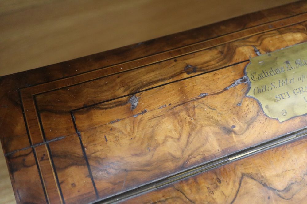 A Victorian burr walnut lap desk, width 43cm